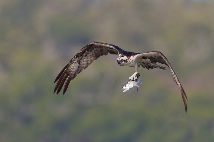 Fischadler Pandion haliaetus Osprey